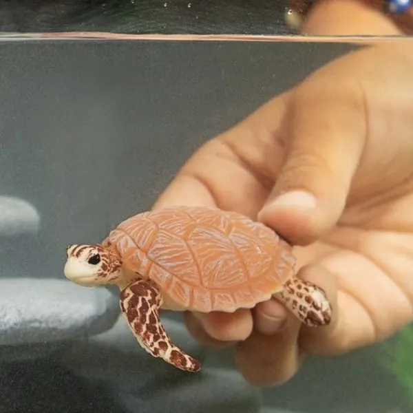 Schleich 14876 Karetschildpad voordelig online kopen? Clearance